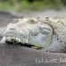 crocodile_american_tar_h_0035_cos0314.jpg